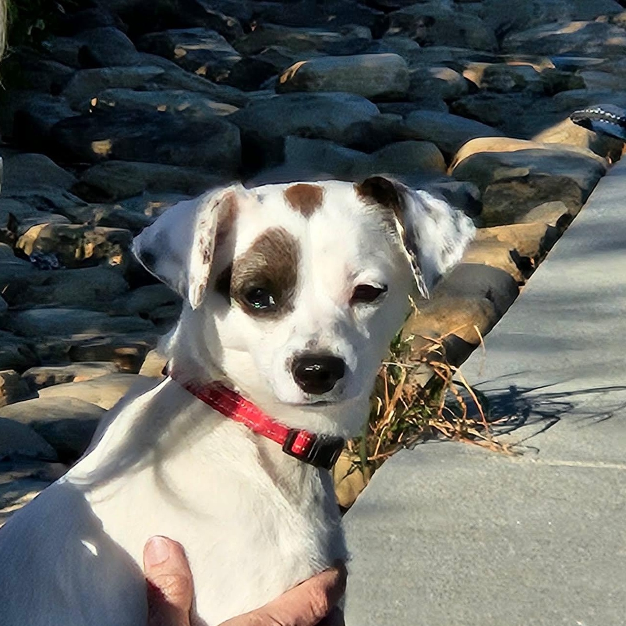 Oakley - A little girl who is TOO CUTE!!!, a ADOPTABLE mixed breed in Buford, GA image 5/6