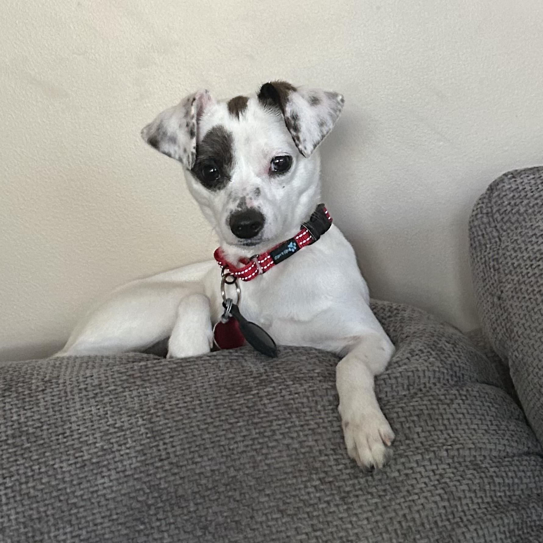 Enlarge Oakley - A little girl who is TOO CUTE!!!, a ADOPTABLE mixed breed in Buford, GA image 5/6