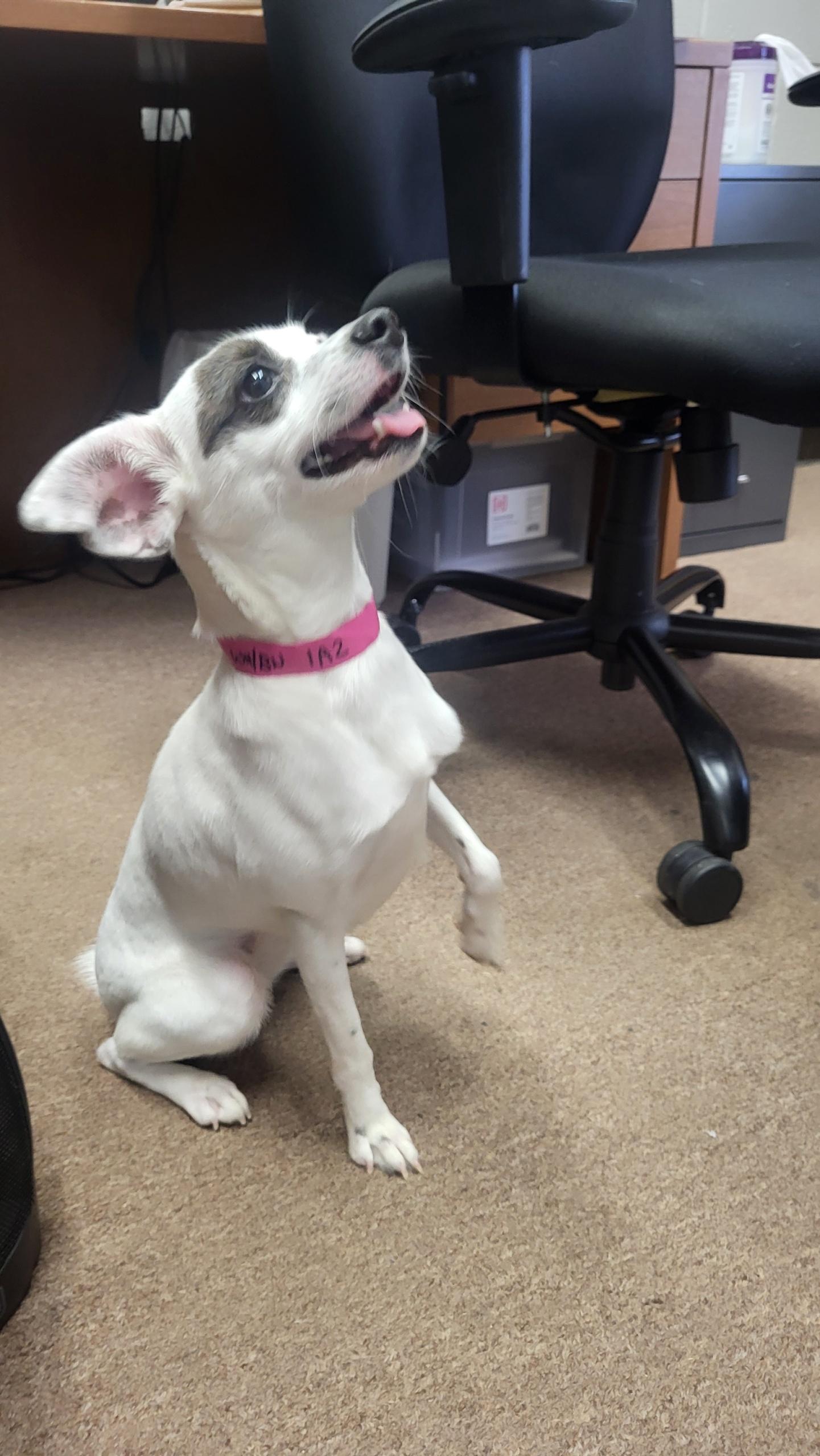 Enlarge Oakley - A little girl who is TOO CUTE!!!, a ADOPTABLE mixed breed in Buford, GA image 2/6