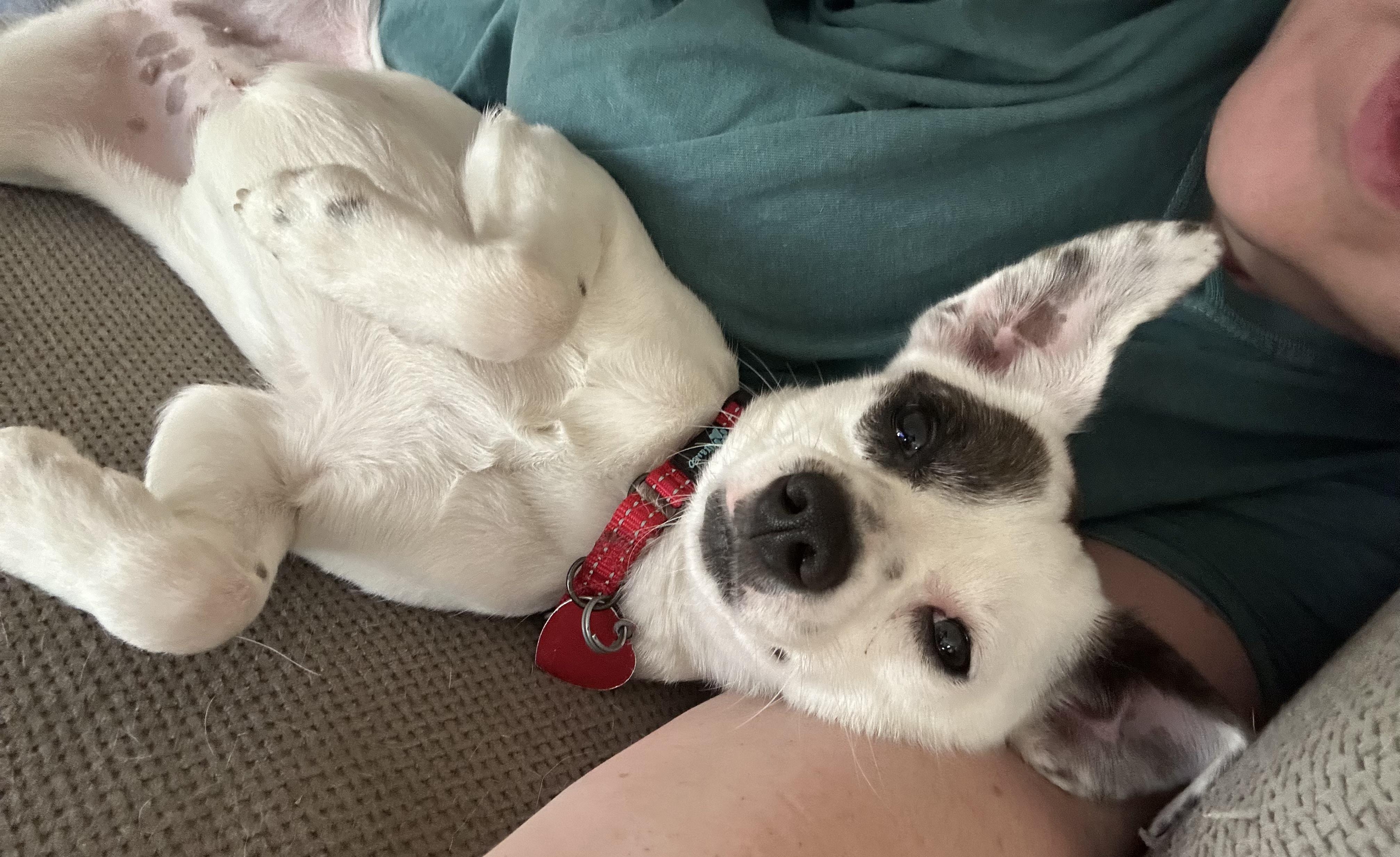 Oakley - A little girl who is TOO CUTE!!!, ADOPTABLE, Adult Female Jack Russell Terrier & Chihuahua.