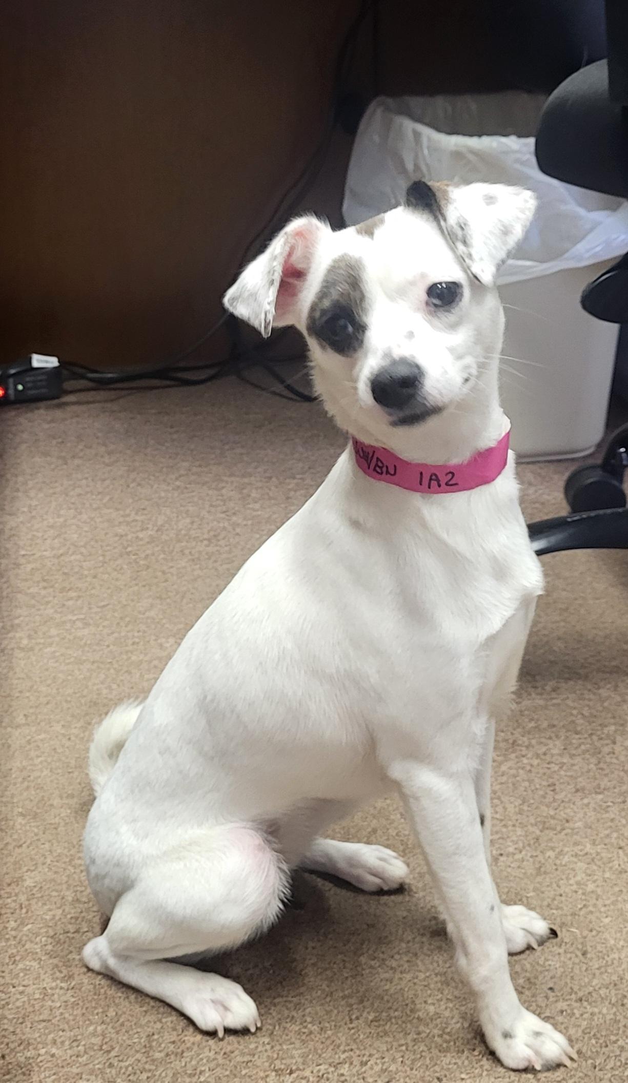 Enlarge Oakley - A little girl who is TOO CUTE!!!, a ADOPTABLE mixed breed in Buford, GA image 1/6