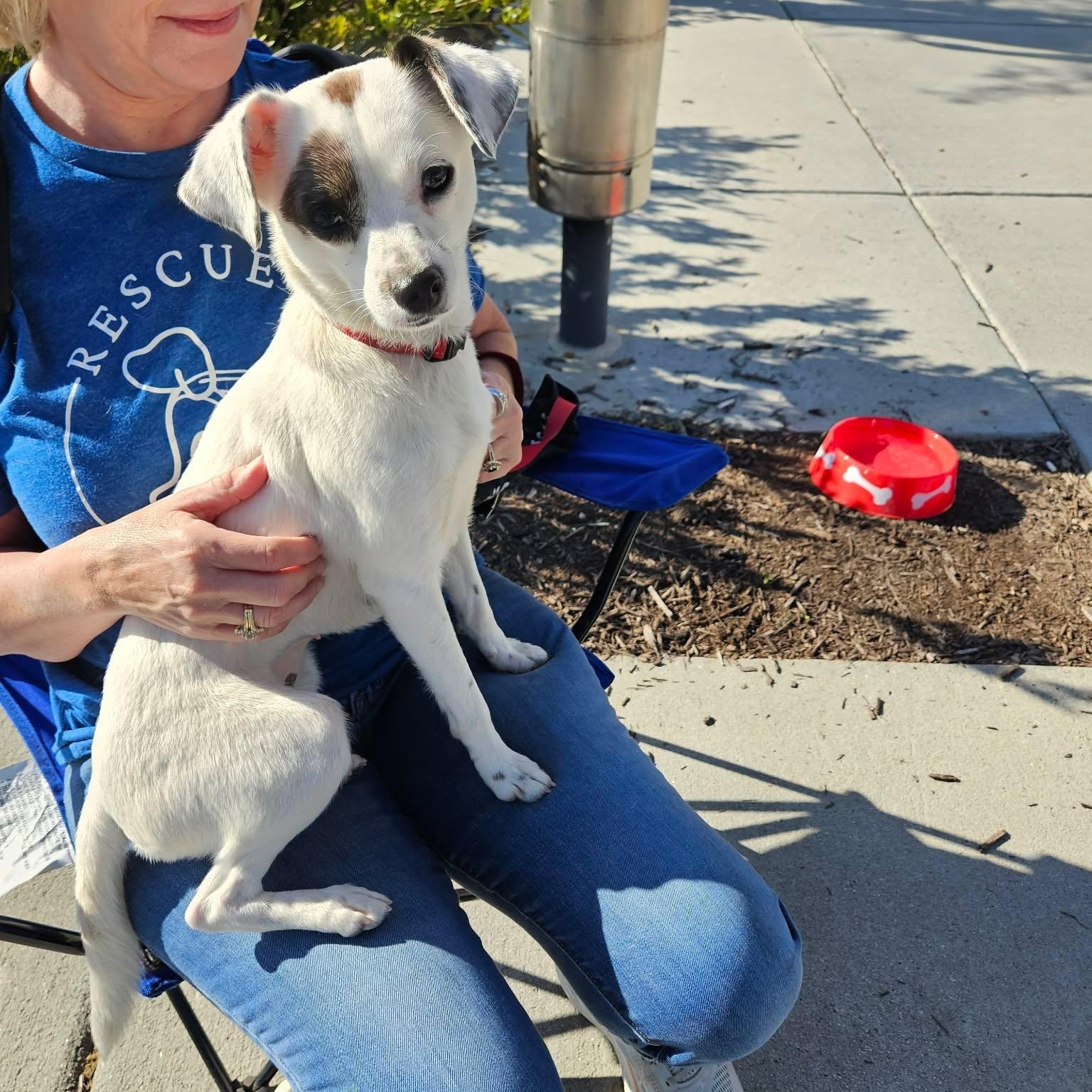 Oakley - A little girl who is TOO CUTE!!!, a ADOPTABLE mixed breed in Buford, GA image 4/6