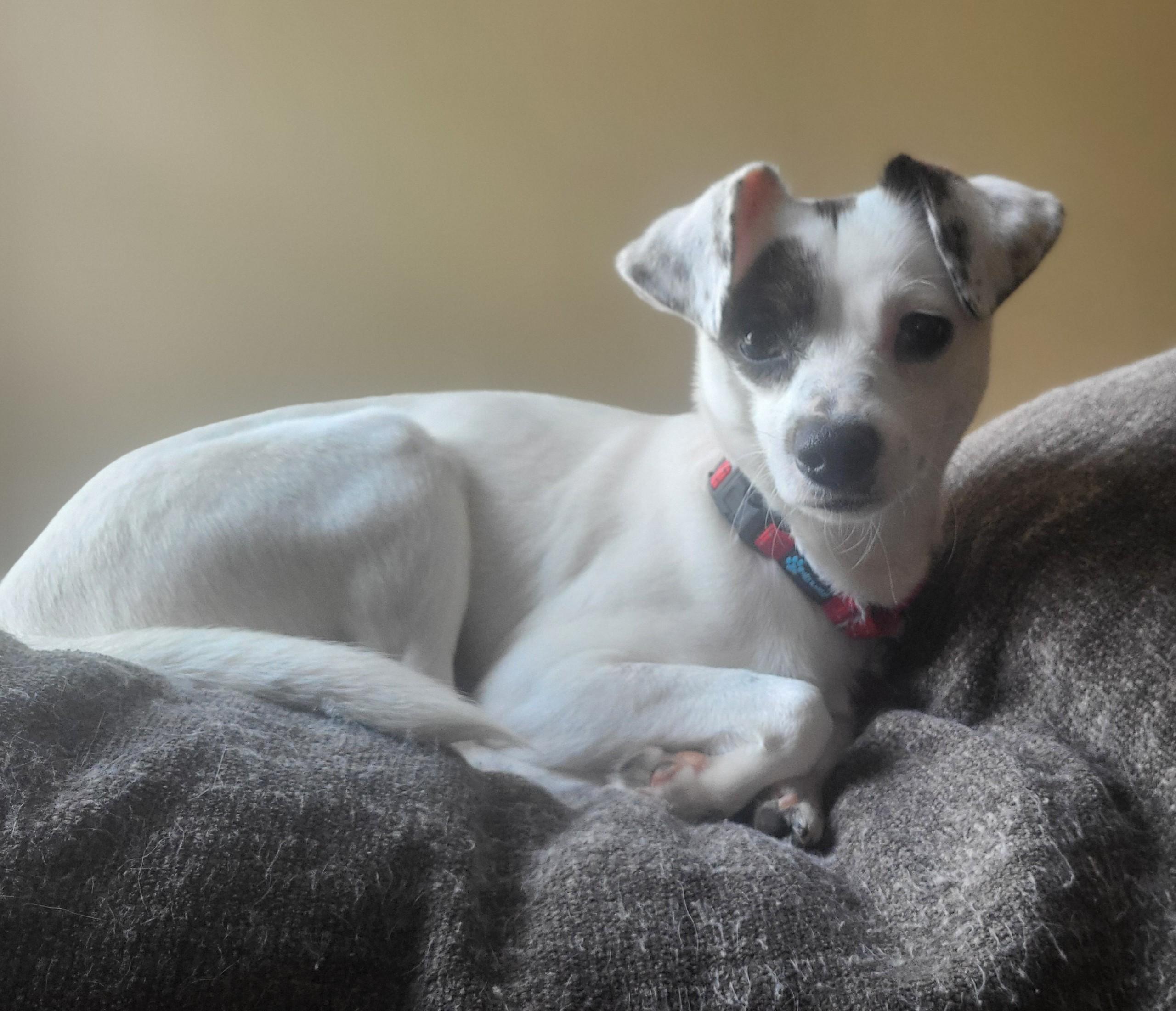 Enlarge Oakley - A little girl who is TOO CUTE!!!, a ADOPTABLE mixed breed in Buford, GA image 4/6