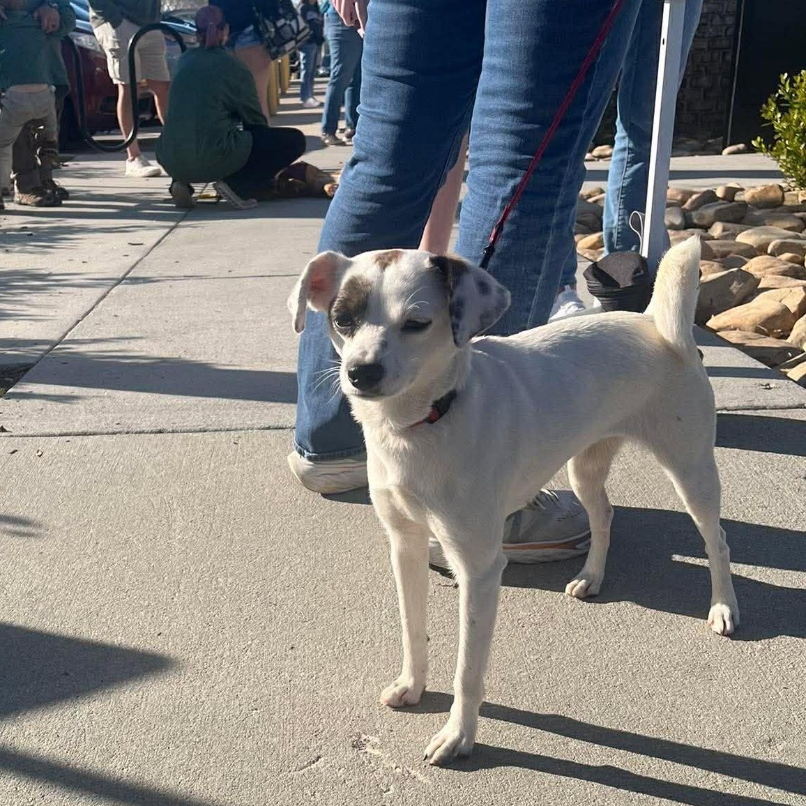 Oakley - A little girl who is TOO CUTE!!!, a ADOPTABLE mixed breed in Buford, GA image 6/6