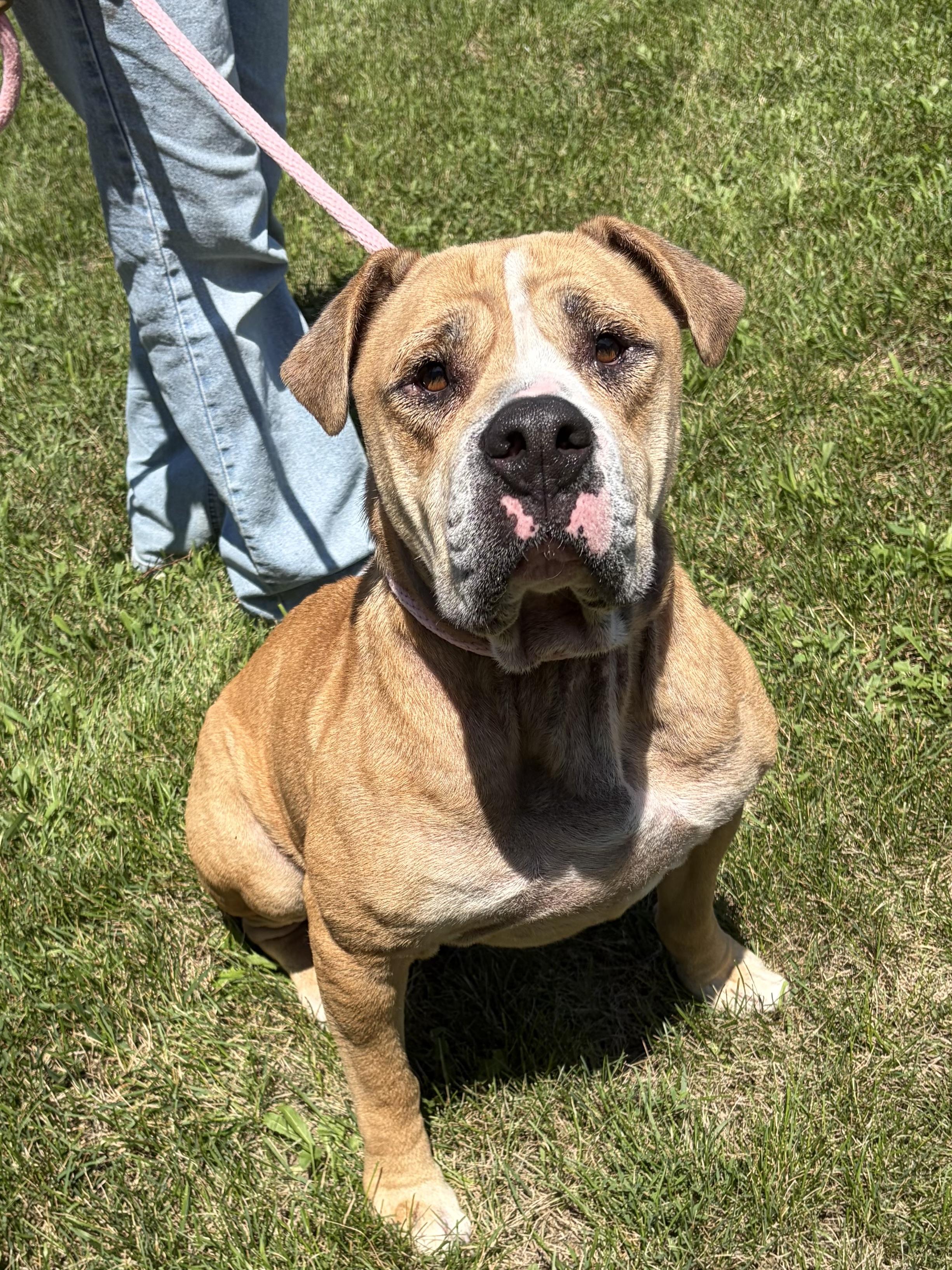 Enlarge Moose, a Adoptable mixed breed in Winchester, VA image 4/5