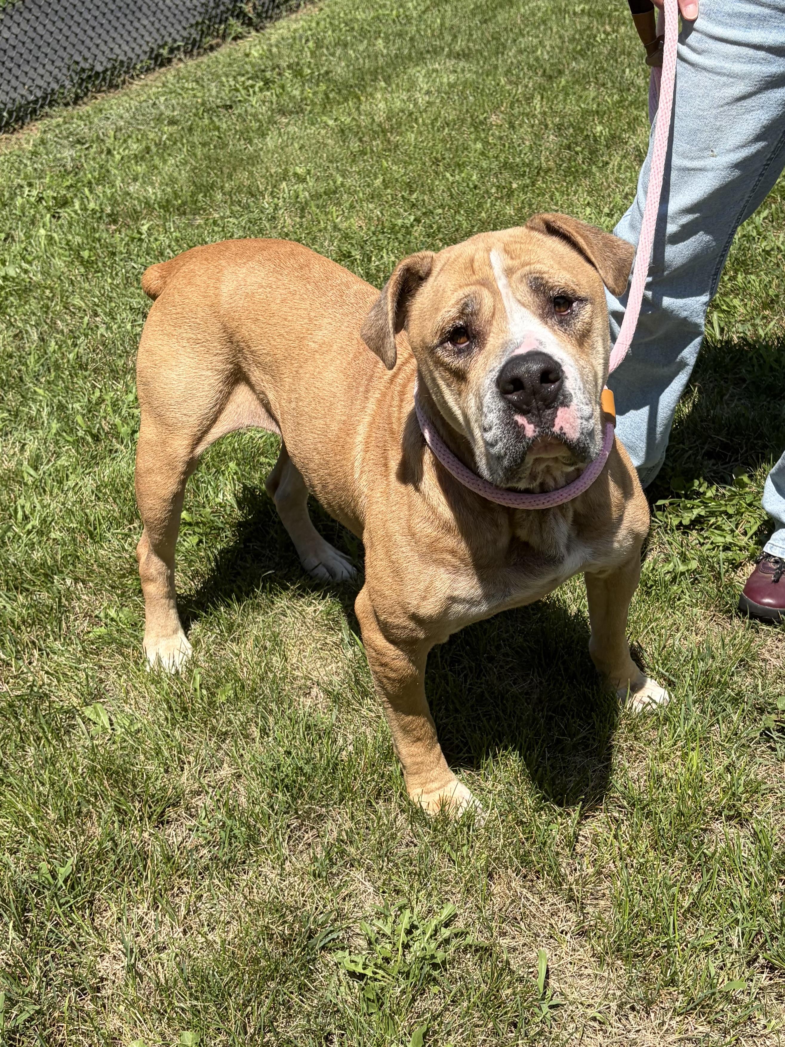 Enlarge Moose, a Adoptable mixed breed in Winchester, VA image 5/5