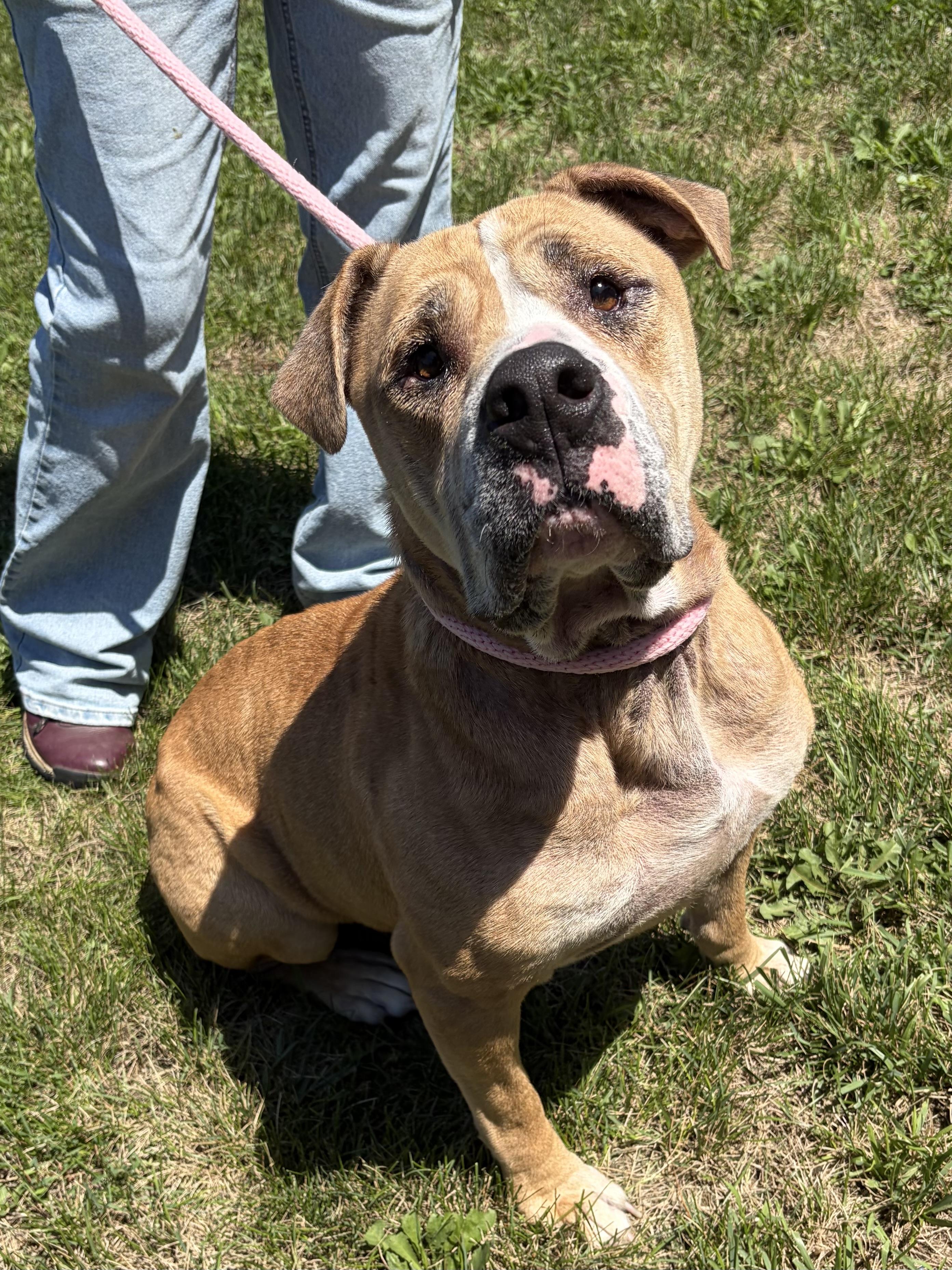 Enlarge Moose, a Adoptable mixed breed in Winchester, VA image 2/5