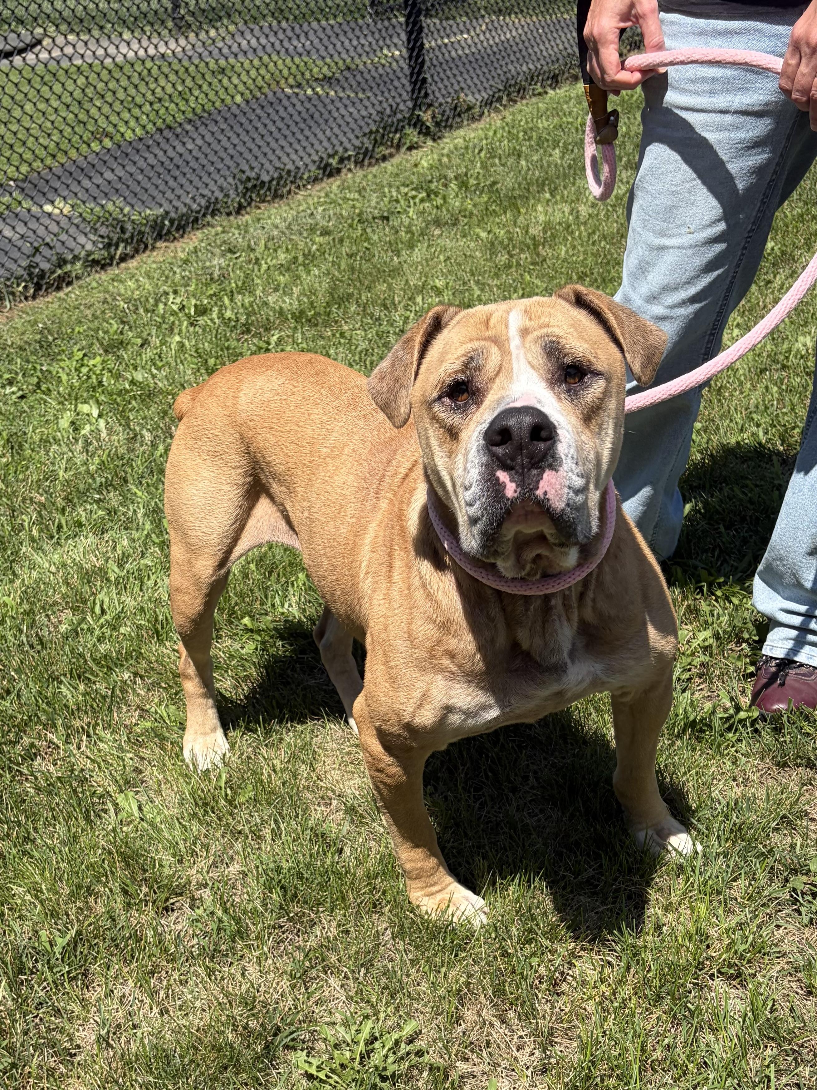 Enlarge Moose, a Adoptable mixed breed in Winchester, VA image 1/5
