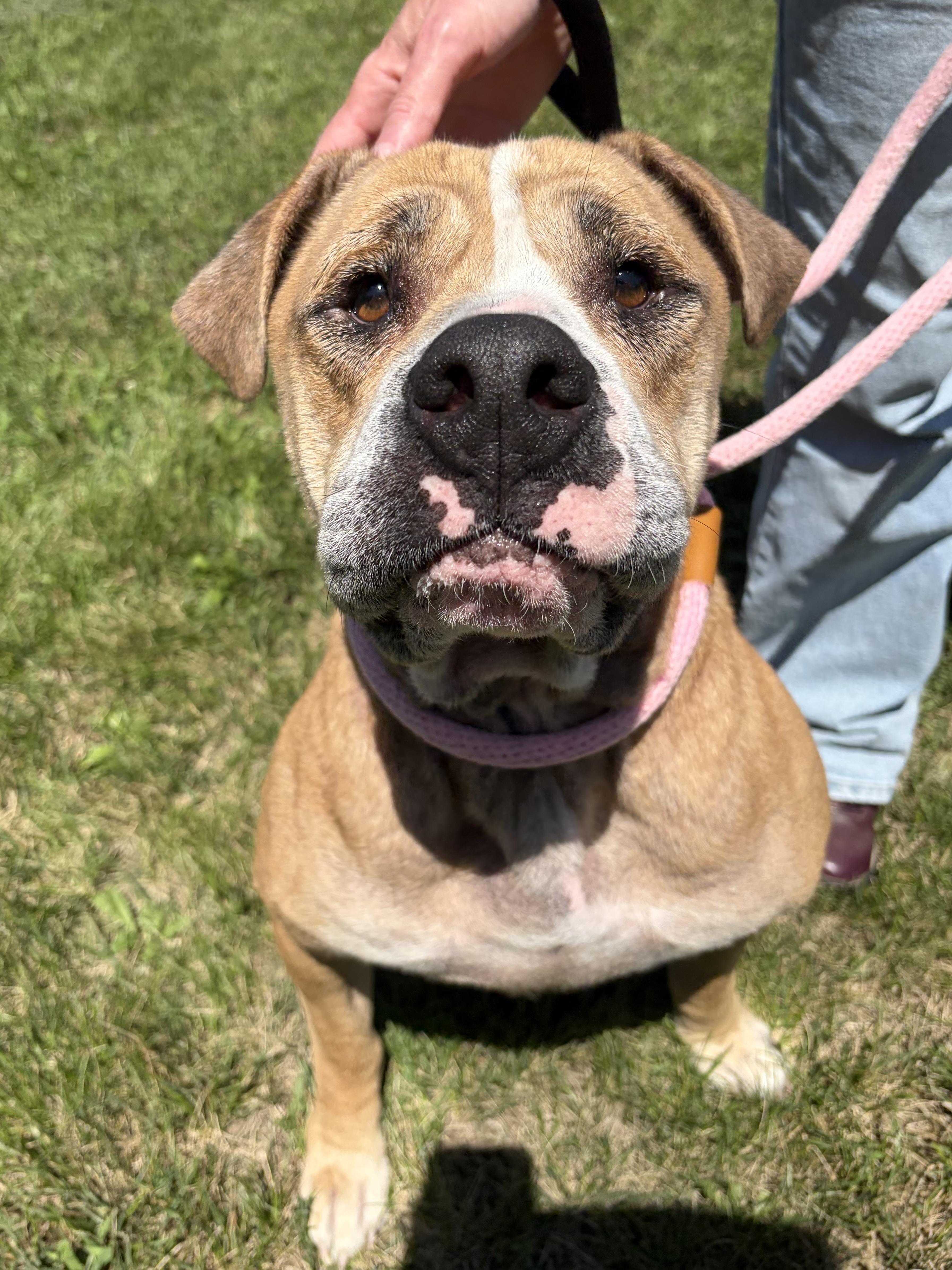 Enlarge Moose, a Adoptable mixed breed in Winchester, VA image 3/5