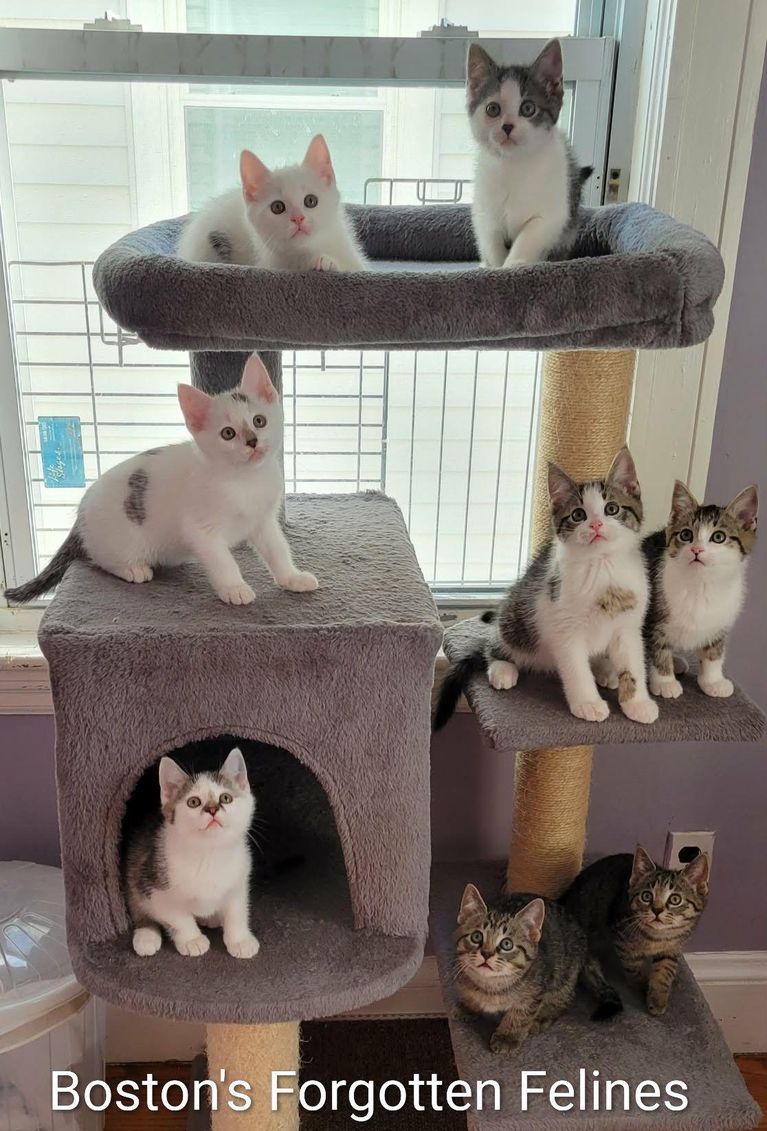 Mix & Match Kittens , ADOPTABLE, Kitten Female Domestic Short Hair.