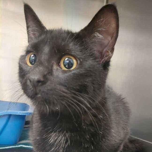 Enlarge Oreo, a Adoptable Domestic Medium Hair in Perkiomenville, PA image 1/1