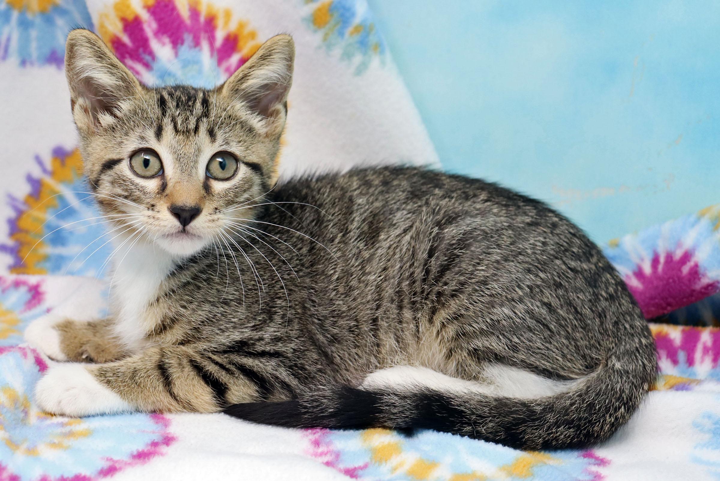Enlarge Yuri, a ADOPTABLE Domestic Short Hair in Tierra Verde, FL image 2/3