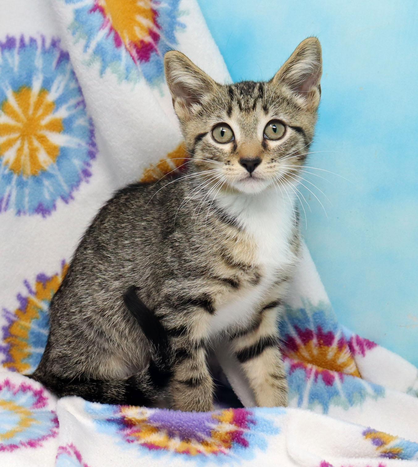Enlarge Yuri, a ADOPTABLE Domestic Short Hair in Tierra Verde, FL image 3/3