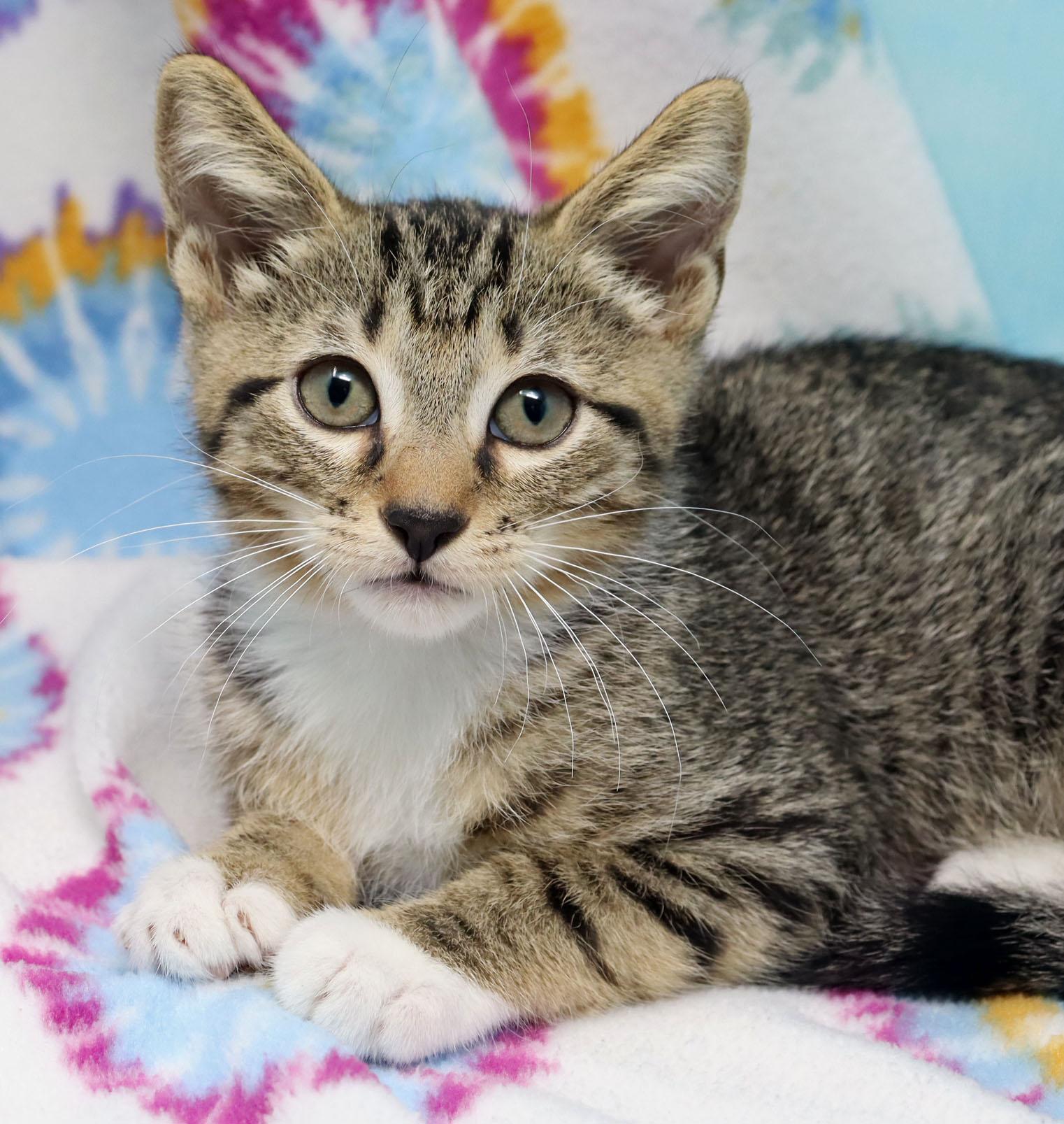 Enlarge Yuri, a ADOPTABLE Domestic Short Hair in Tierra Verde, FL image 1/3