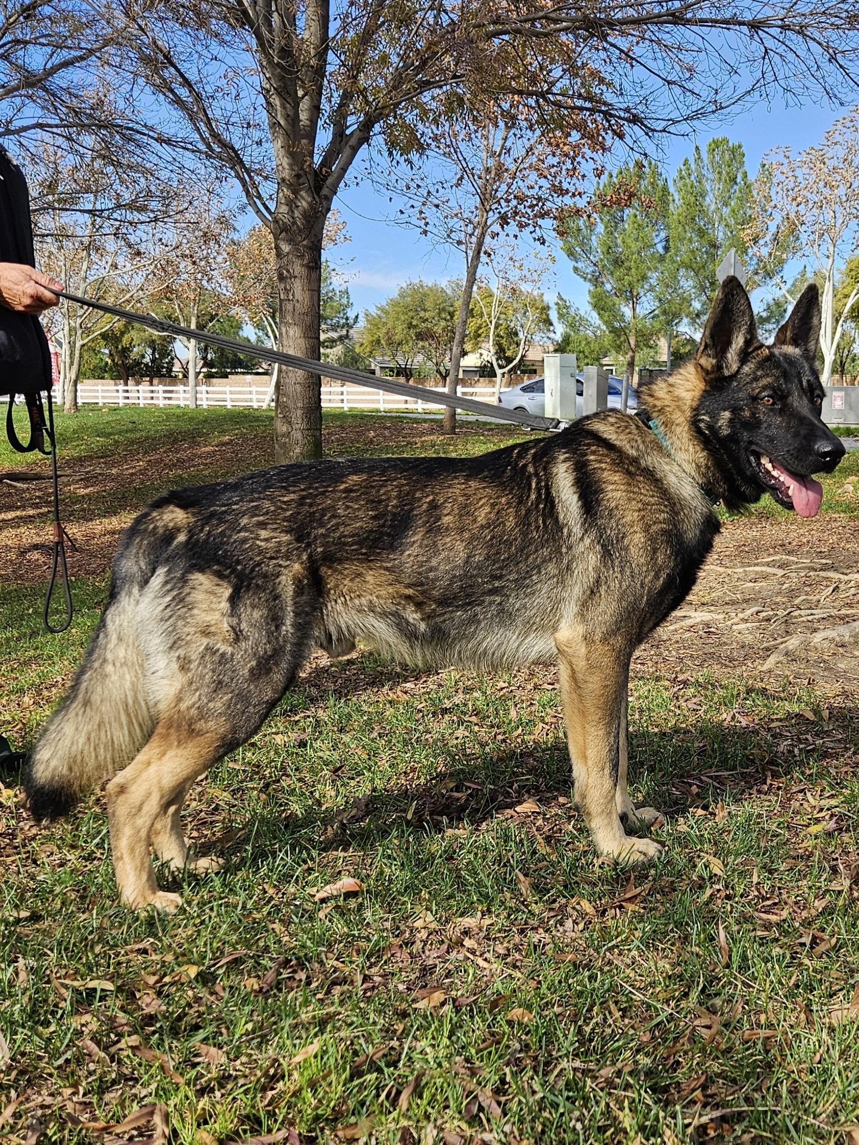 Enlarge Clyde (Friends with Bonnie), a ADOPTABLE German Shepherd Dog in Temecula, CA image 2/6