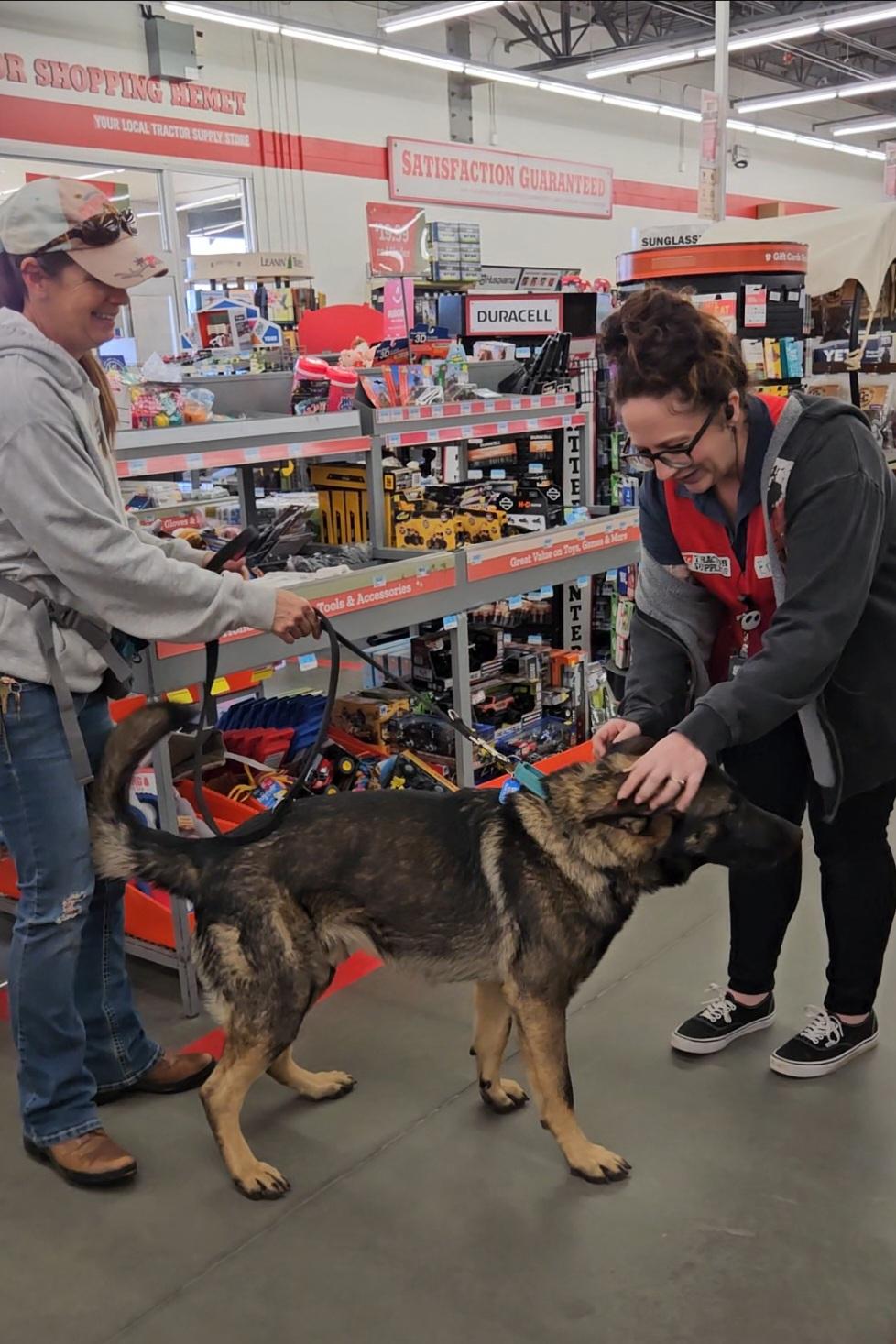 Enlarge Clyde (Friends with Bonnie), a ADOPTABLE German Shepherd Dog in Temecula, CA image 6/6