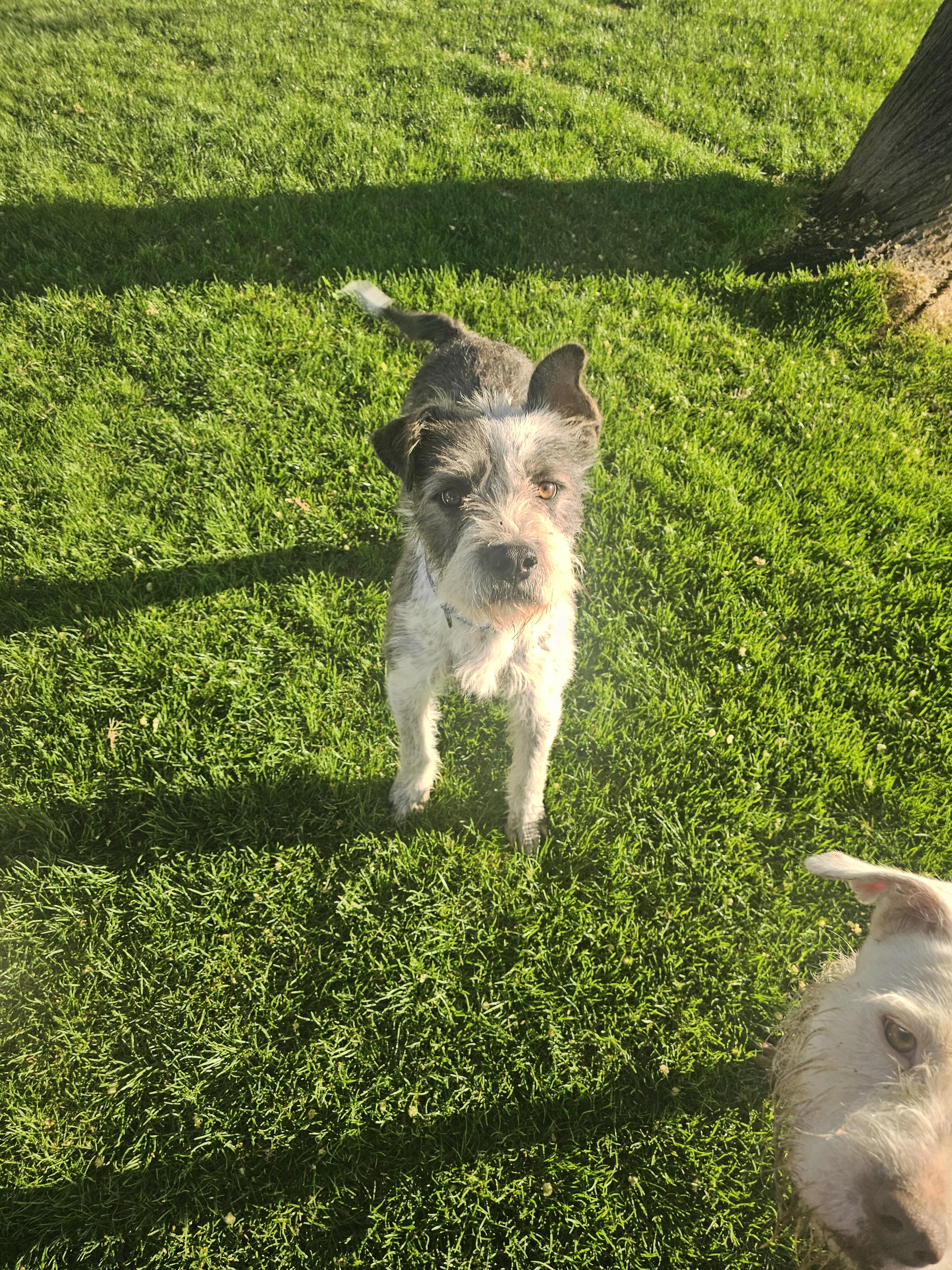 Enlarge Lincoln, a Adoptable Lakeland Terrier in Mesa, AZ image 1/2