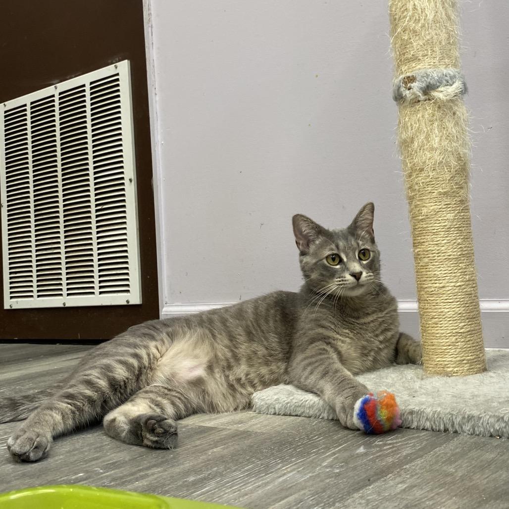 Enlarge Tyrone, a Adoptable mixed breed in Union, MO image 1/3