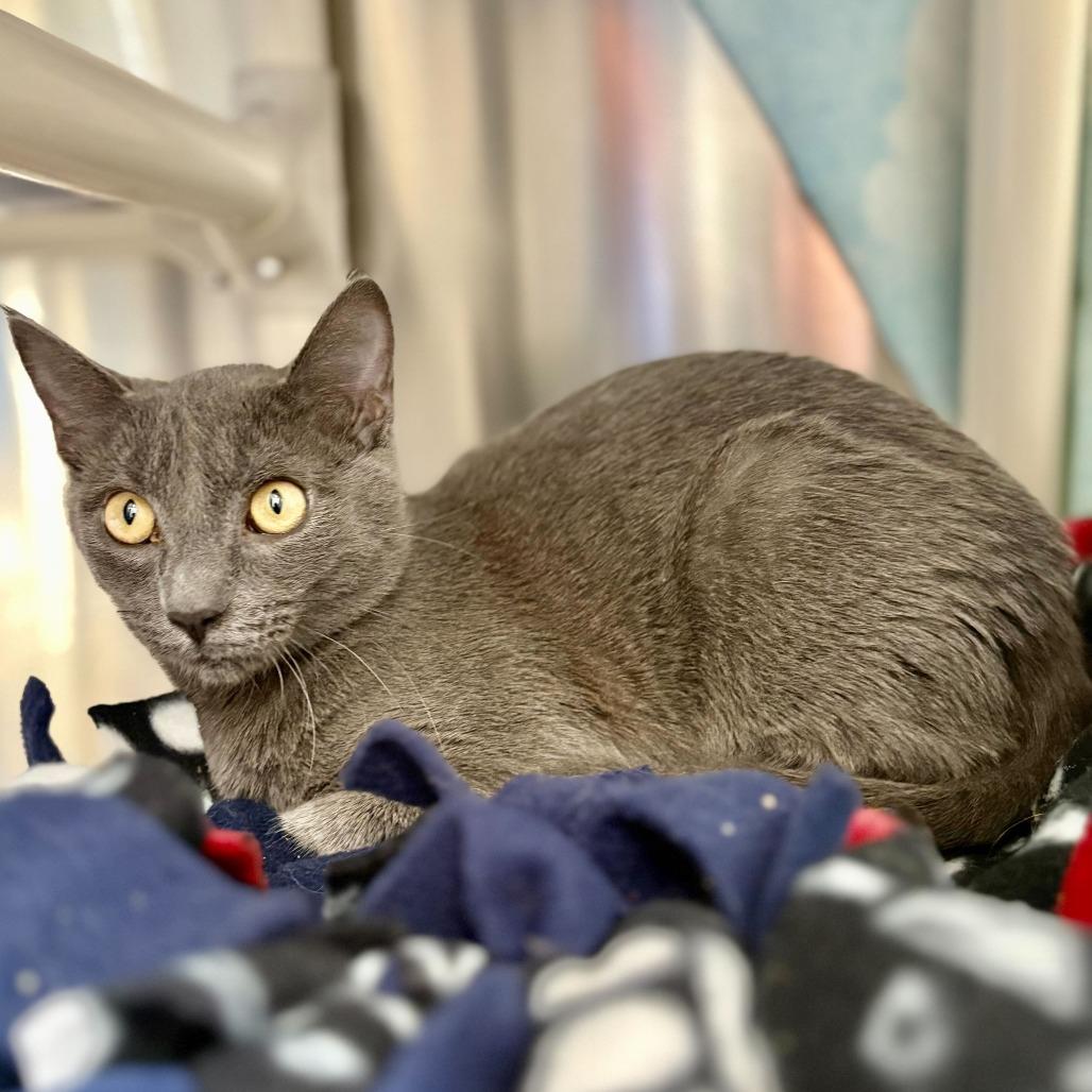 Enlarge Hugo, a Adoptable Domestic Short Hair in Riverside, CA image 1/6