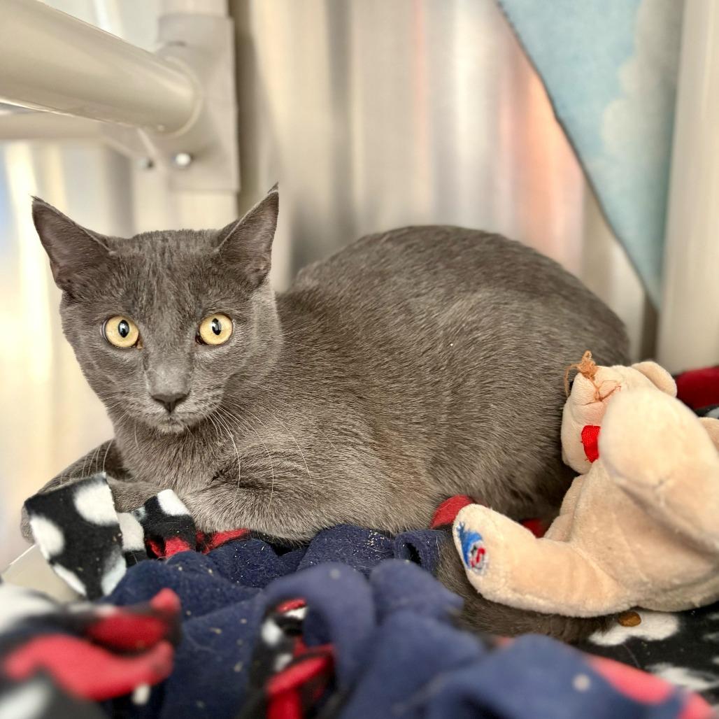 Enlarge Hugo, a Adoptable Domestic Short Hair in Riverside, CA image 2/6