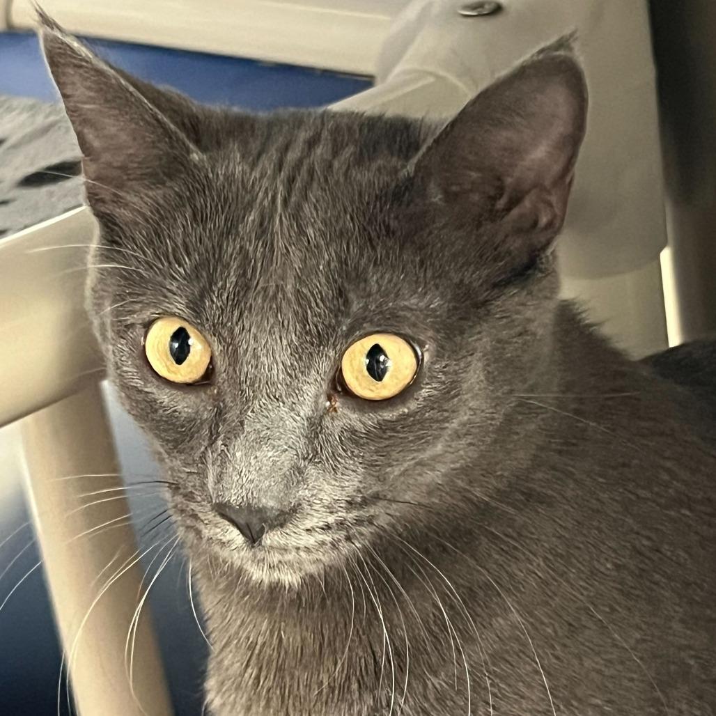 Enlarge Hugo, a Adoptable Domestic Short Hair in Riverside, CA image 3/6