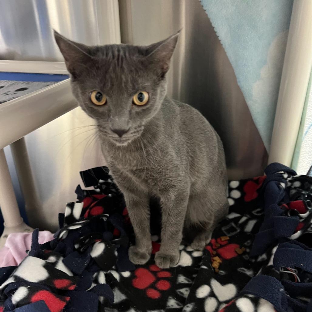 Enlarge Hugo, a Adoptable Domestic Short Hair in Riverside, CA image 4/6