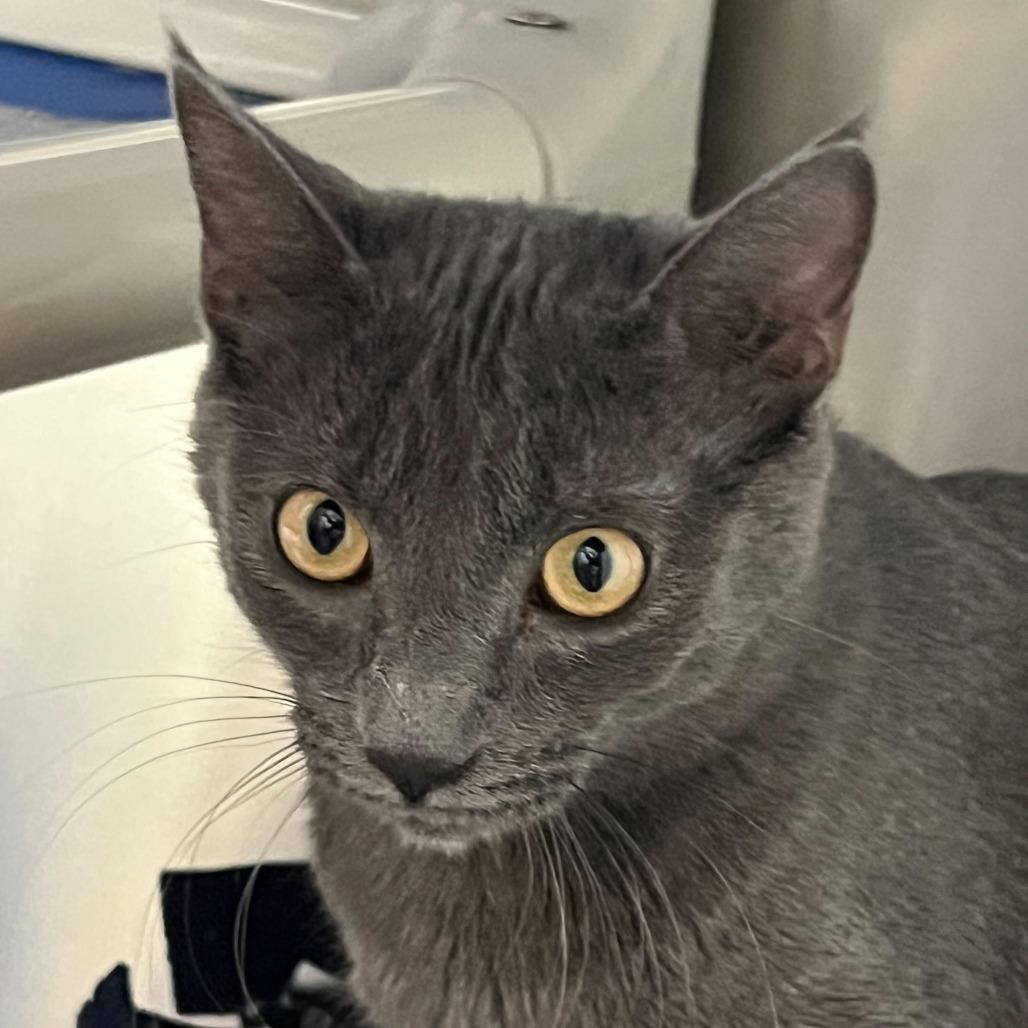 Enlarge Hugo, a Adoptable Domestic Short Hair in Riverside, CA image 5/6