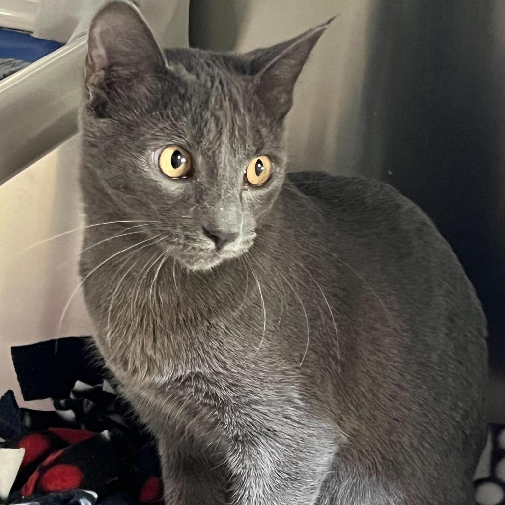 Enlarge Hugo, a Adoptable Domestic Short Hair in Riverside, CA image 6/6