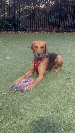 Beans, a Adoptable Mixed Breed in Savannah, GA image 1/2