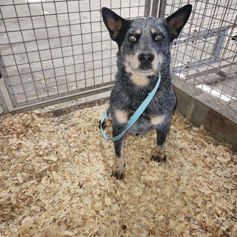 Bluey, a ADOPTABLE Australian Cattle Dog / Blue Heeler in Marshall, AR image 1/4