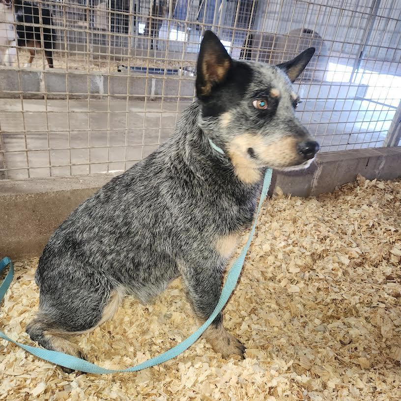 Bluey, a ADOPTABLE Australian Cattle Dog / Blue Heeler in Marshall, AR image 2/4