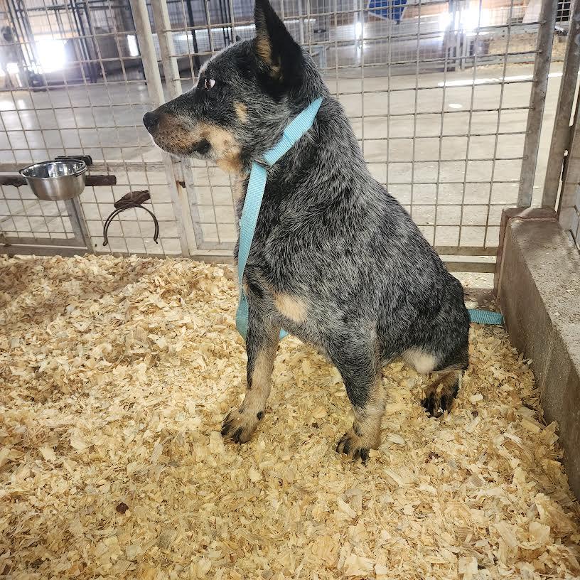 Bluey, a ADOPTABLE Australian Cattle Dog / Blue Heeler in Marshall, AR image 4/4