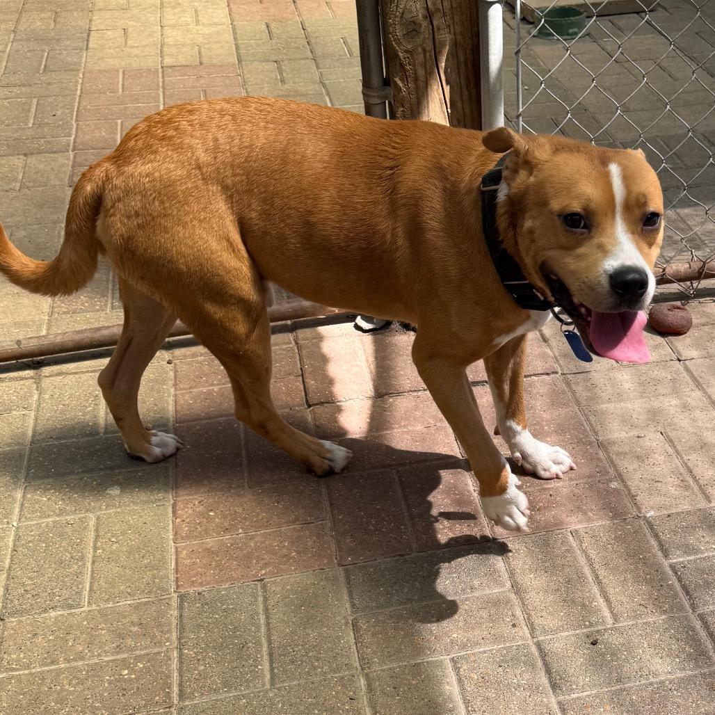 Enlarge Huckleberry, a Adoptable mixed breed in Rochester, NY image 4/4