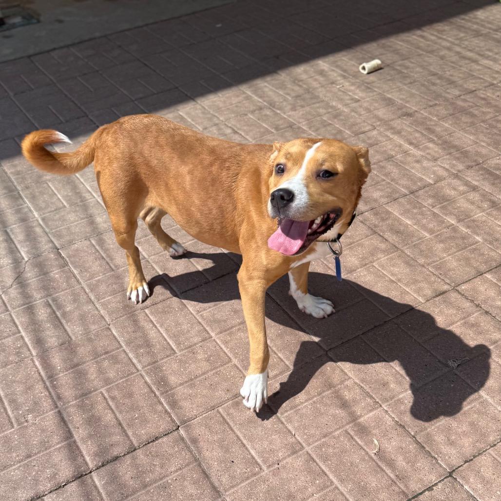 Enlarge Huckleberry, a Adoptable mixed breed in Rochester, NY image 3/4