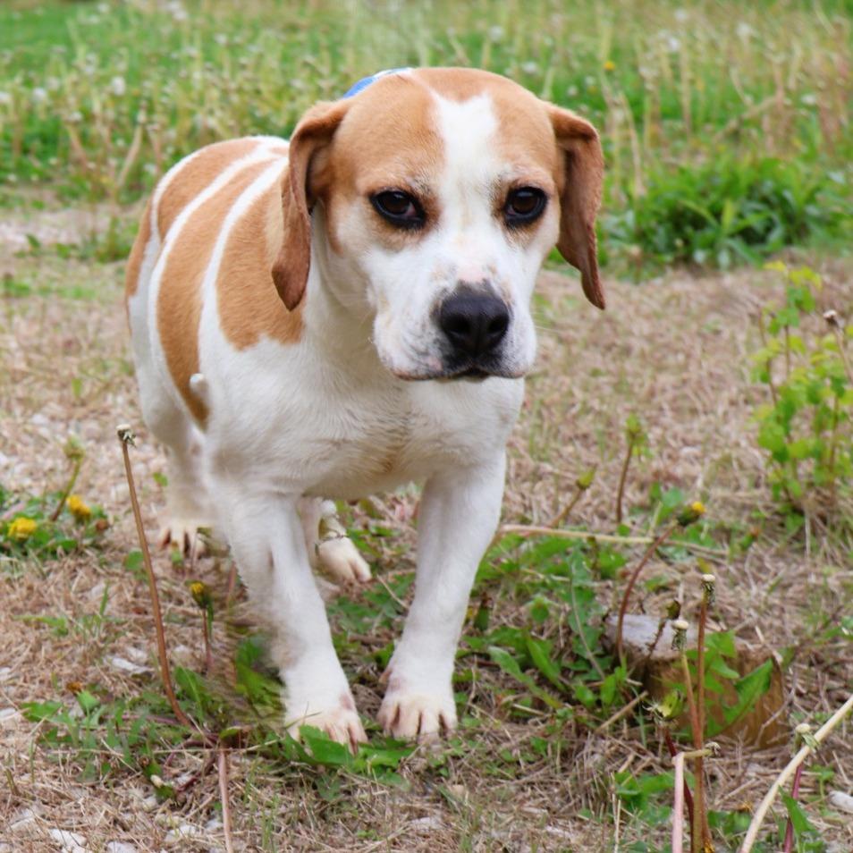 Adella, ADOPTABLE, Adult Female Beagle & English Bulldog.