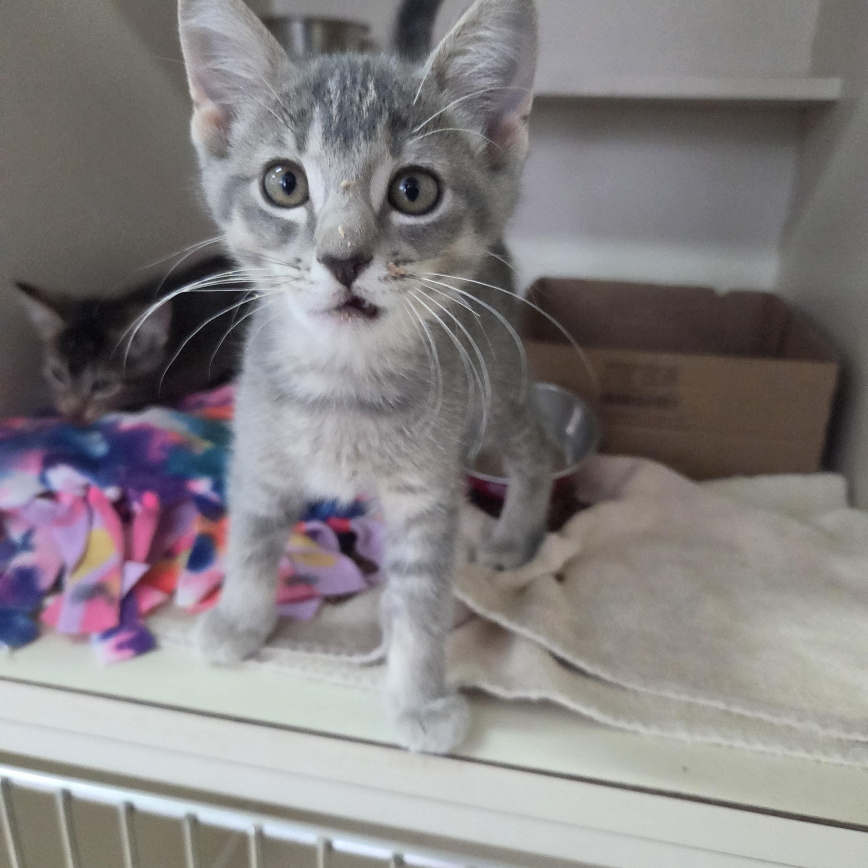 Lunate, adopted, Young Female Domestic Short Hair.