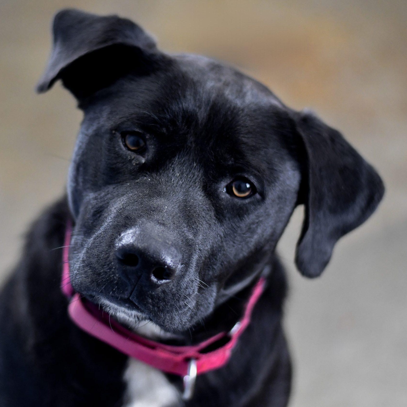 Enlarge Remmy, a ADOPTABLE mixed breed in Defuniak Springs, FL image 1/1