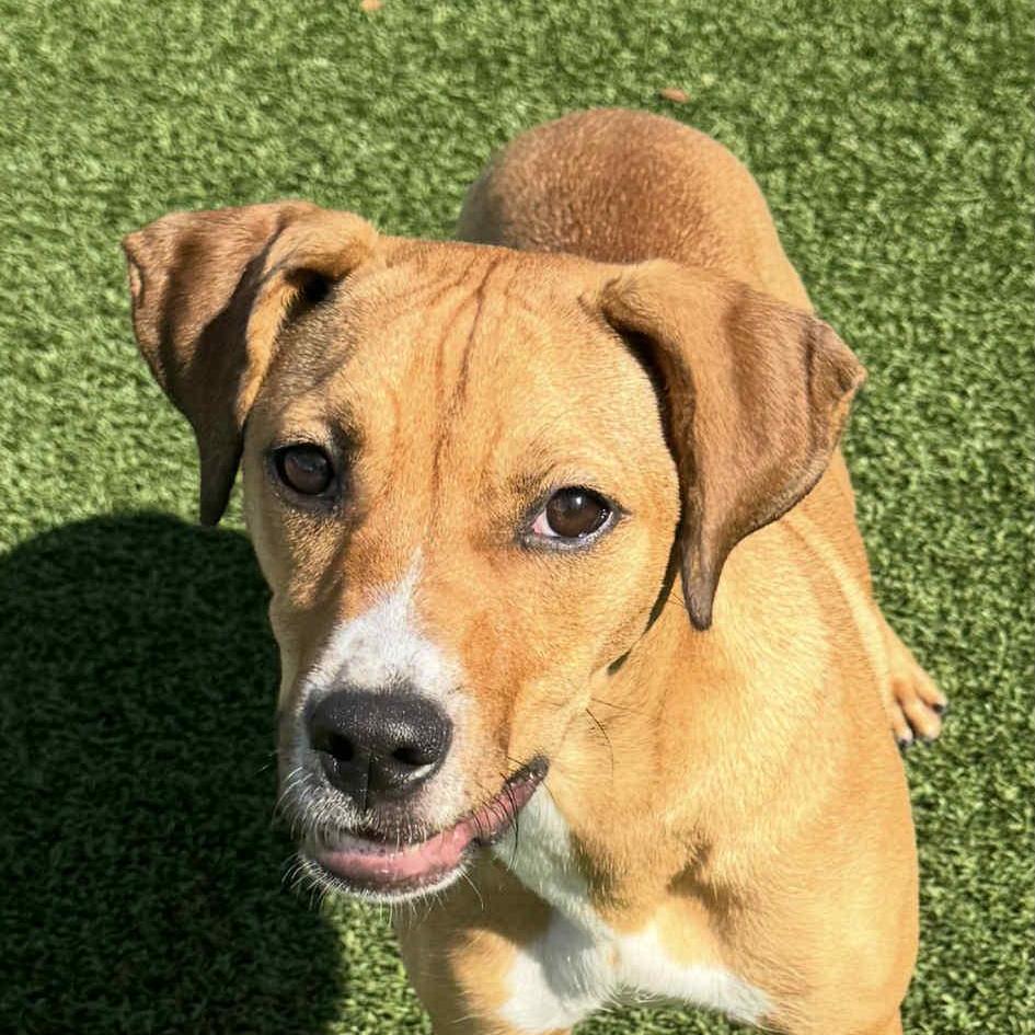 Tina, a Adoptable mixed breed in Chattanooga, TN image 1/6