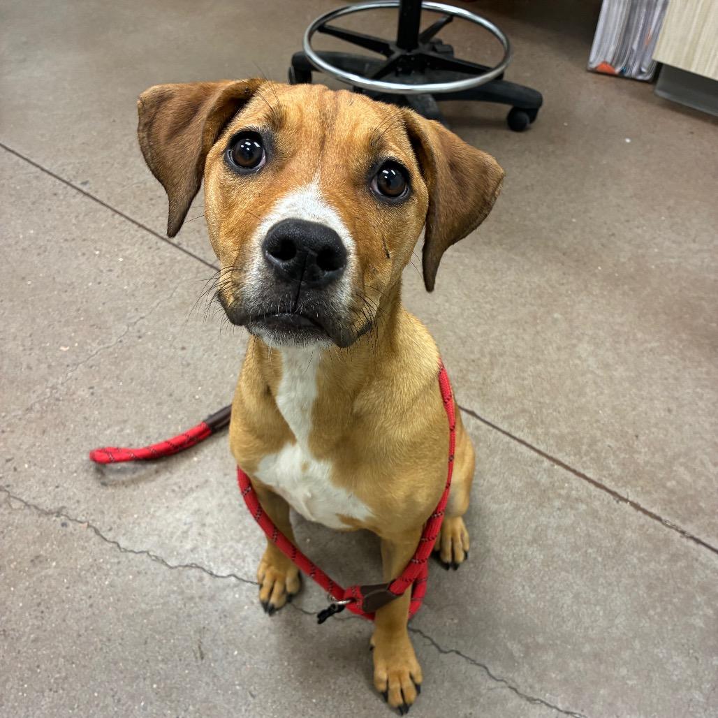 Tina, a Adoptable mixed breed in Chattanooga, TN image 3/6