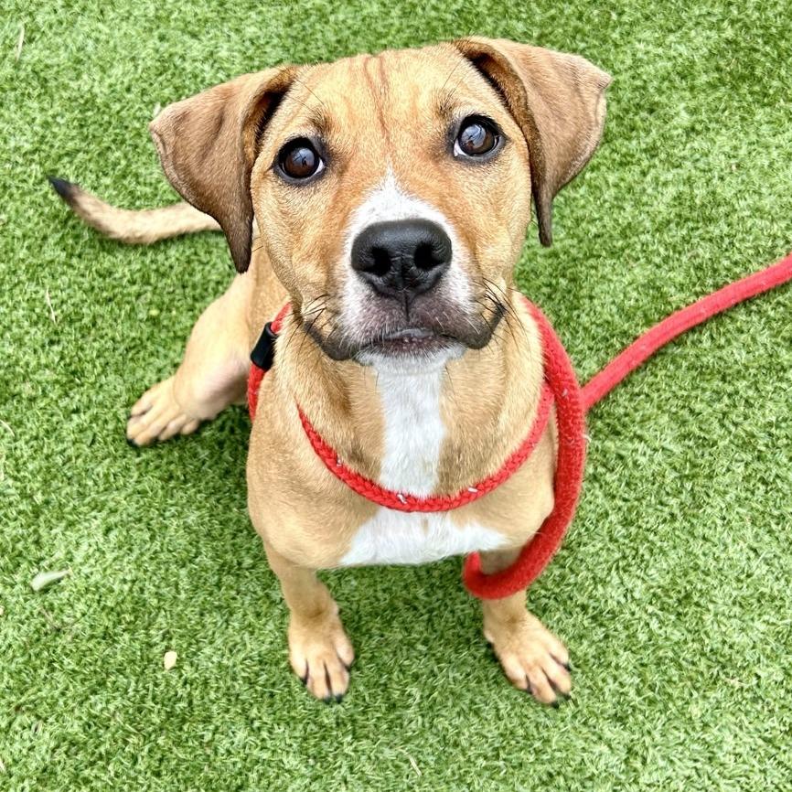 Tina, a Adoptable mixed breed in Chattanooga, TN image 4/6