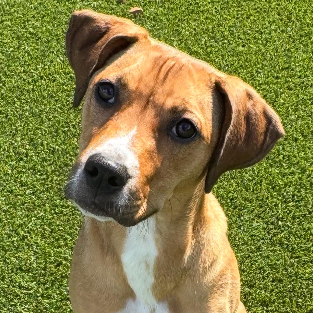 Tina, a Adoptable mixed breed in Chattanooga, TN image 5/6