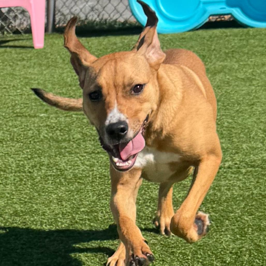 Tina, a Adoptable mixed breed in Chattanooga, TN image 6/6