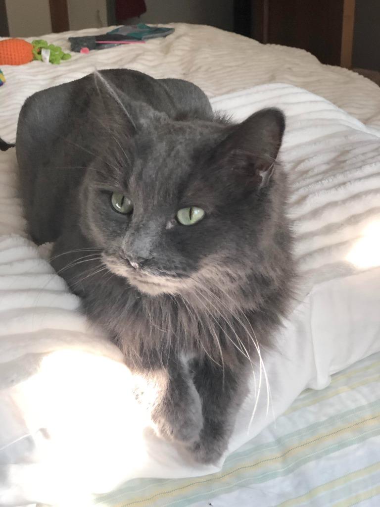 Geri, Adoptable, Adult Female Domestic Long Hair.