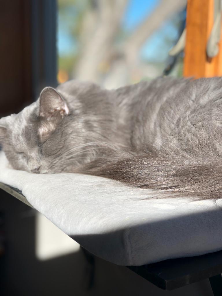 Enlarge Geri, a Adoptable mixed breed in Minneapolis, MN image 2/4