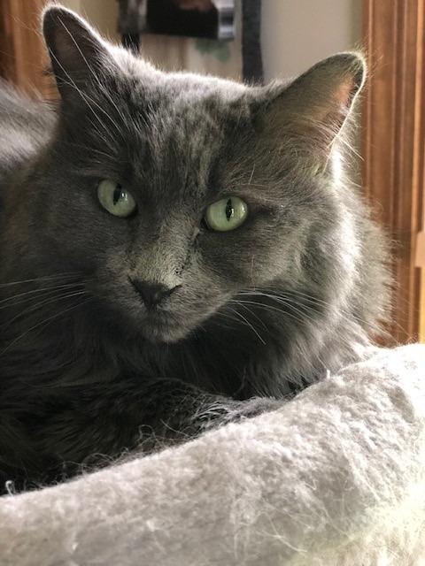 Enlarge Geri- Pending Adoption, a Adoptable mixed breed in Minneapolis, MN image 1/4