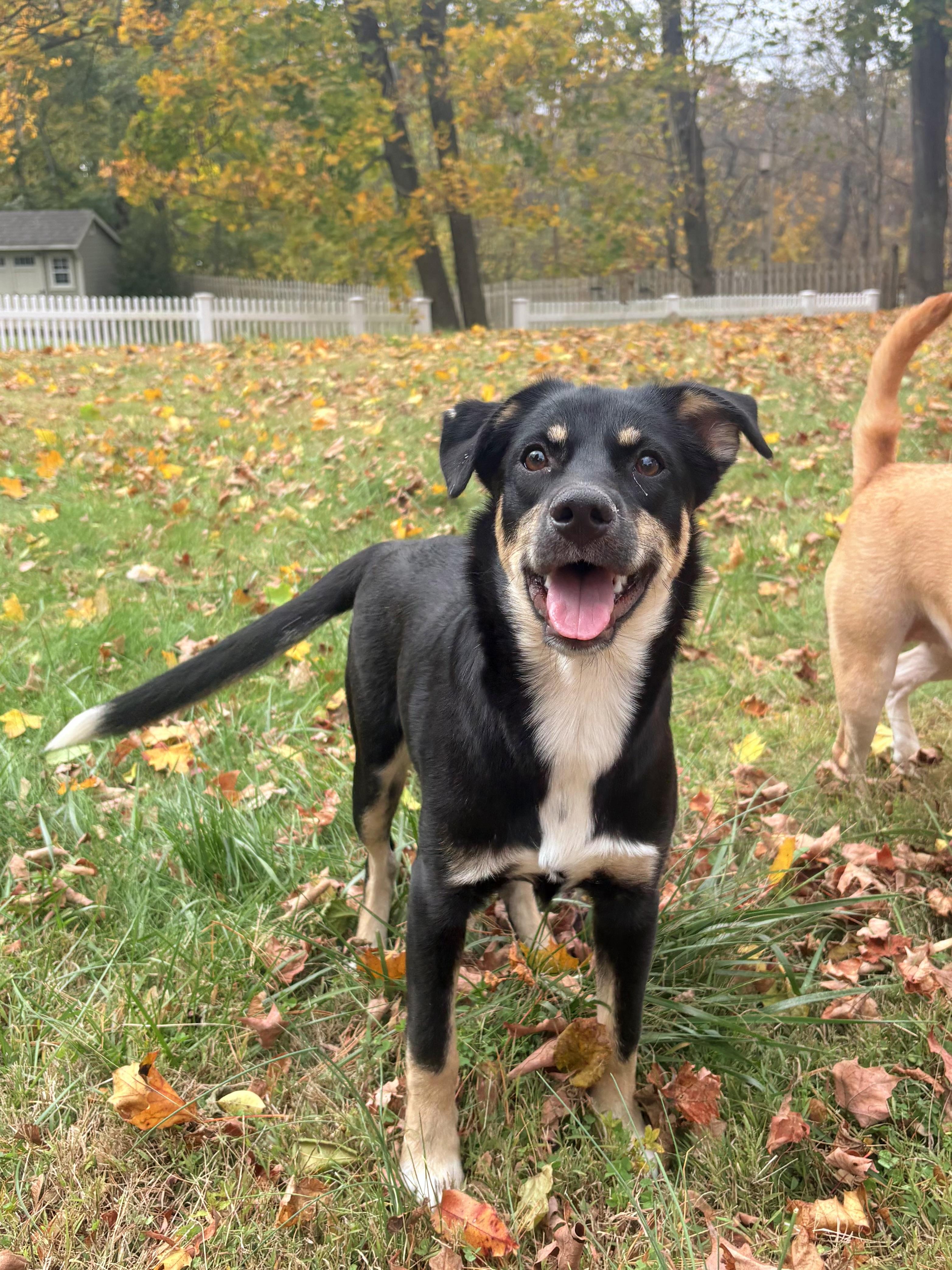 Enlarge Aspen has been Adopted!, a Adoptable mixed breed in Randolph, NJ image 2/6