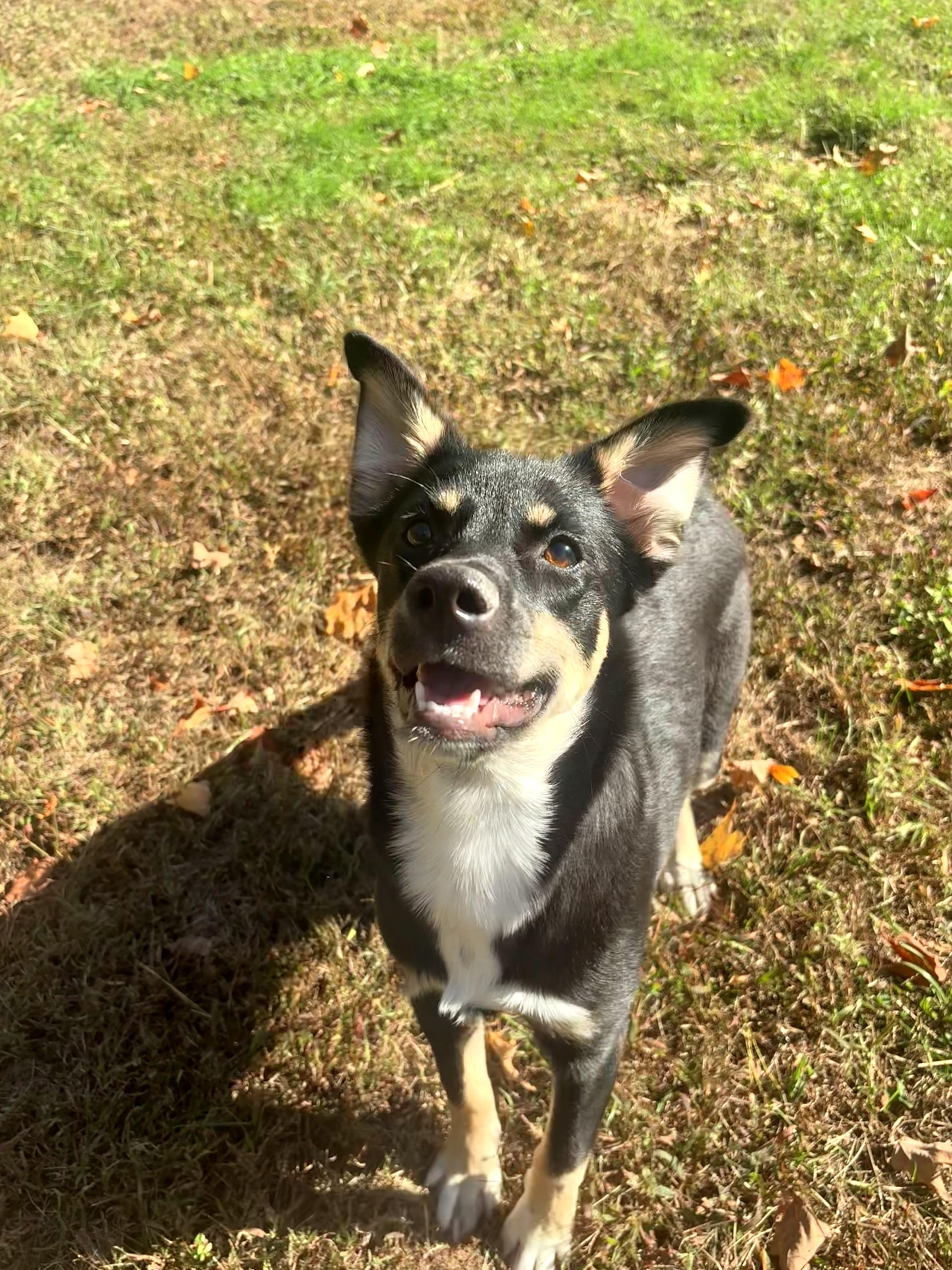 Aspen has been Adopted!