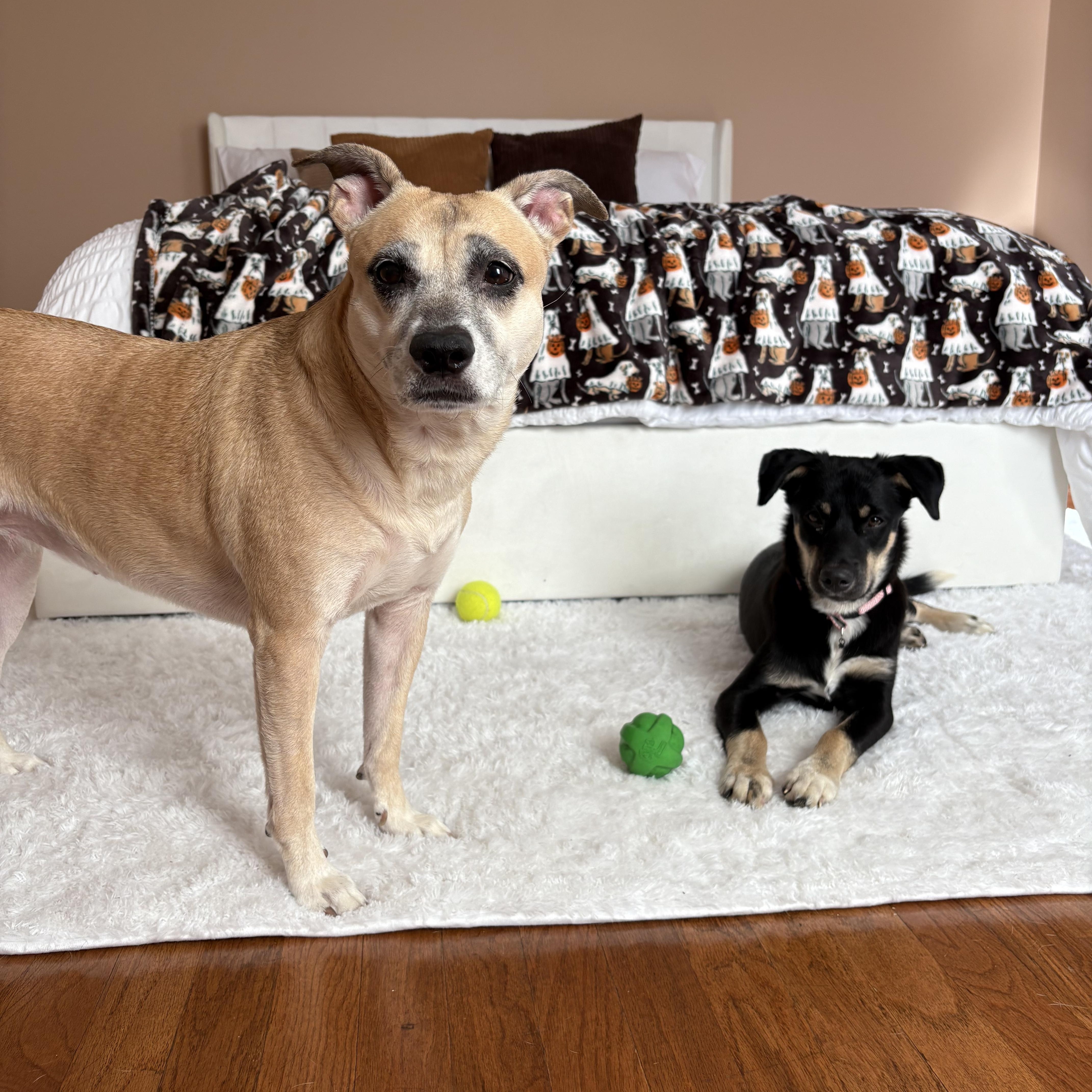 Enlarge Aspen has been Adopted!, a Adoptable mixed breed in Randolph, NJ image 5/6