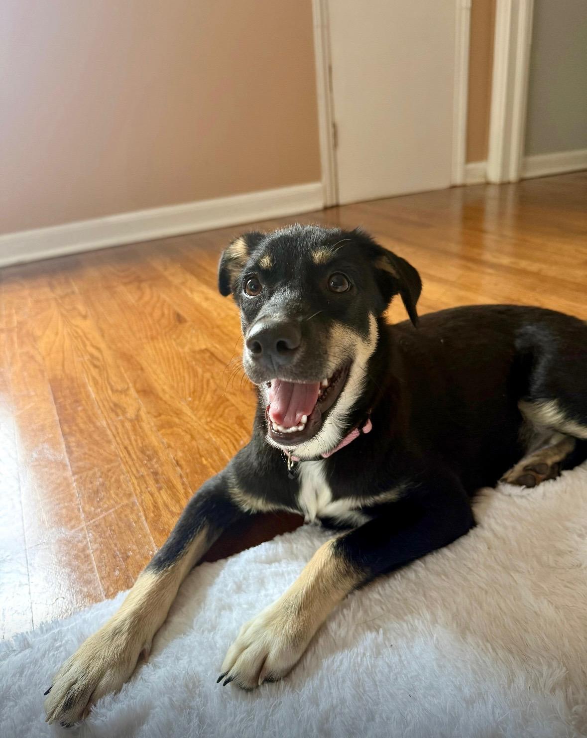 Aspen has been Adopted!