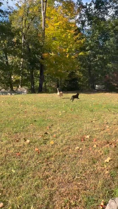 Enlarge Aspen has been Adopted!, a Adoptable mixed breed in Randolph, NJ video 4/6